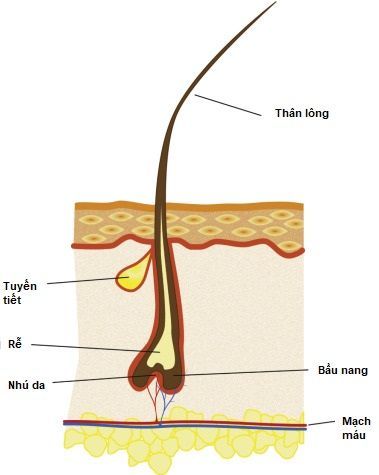 Tac dung thuc su cua long mi va cach cham soc long mi dung cach lifehub.vn 1 Tác dụng thực sự của lông mi và cách chăm sóc lông mi đúng cách