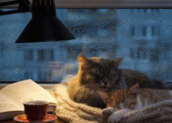 Vì sao khi trời mưa, chúng ta lại có cảm giác buồn ngủ và mệt mỏi?