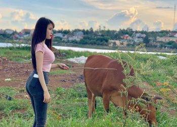 Gửi các bạn trẻ: “Đừng nghĩ học dốt thì về quê chăn bò” – Chăn bò cũng không dễ vậy đâu!