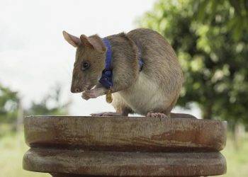 Magawa – Chú chuột túi châu Phi rà phá bom mìn suốt 5 năm tại Campuchia