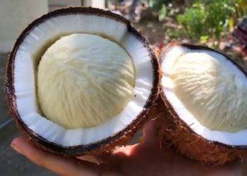 Mộng Dừa – Đặc sản miền Tây vừa thơm ngon lại bổ dưỡng