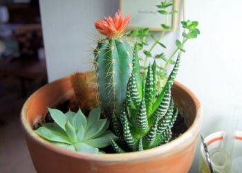 6 loại cây hoa dù đẹp mắt đến mấy cũng không nên trồng trong nhà kẻo phá tan tiền tài, cây đầu tiên được nhiều người chơi nhất