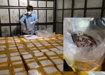 Bắt giữ 2 tấn cá cháo tẩm ướp phoóc môn đang trên đường tiêu thụ