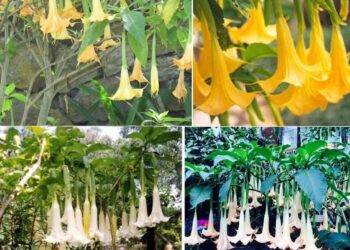 Lào Cai: 10 người bị ngộ độc vì đầu bếp nhầm ngọn hoa Chuông với rau đắng