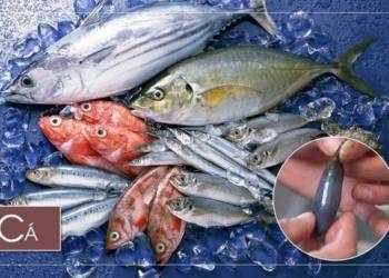 2 bo phan khong nen an o ca can than trung doc Cá có 2 bộ phận không nên ăn, cẩn thận trúng độc 2 bộ phận không nên ăn ở cá, cẩn thận trúng độc