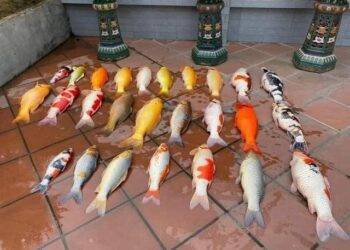 Chủ nhà sốc cực độ khi bể cá Koi gần tỷ đồng chết ngửa bụng sau một đêm