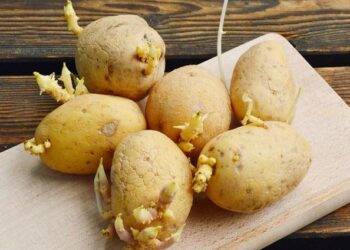 Khoai tây mọc mầm cắt đi có ăn được không?