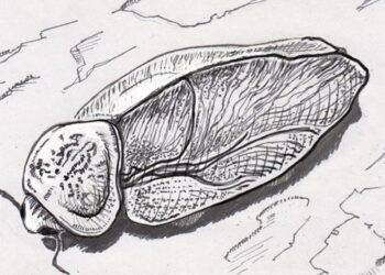 Vì sao gián có thể sống sót khi thiên thạch xóa sổ khủng long?