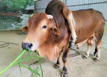 Con bò kỳ lạ có 6 chân, khách trả giá hơn 5 tỷ nhưng chủ nhân quyết không bán