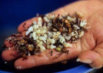 Món ăn kinh dị: Săn trứng kiến trên núi đá vôi, về nấu cùng xôi nổ lép bép trong miệng