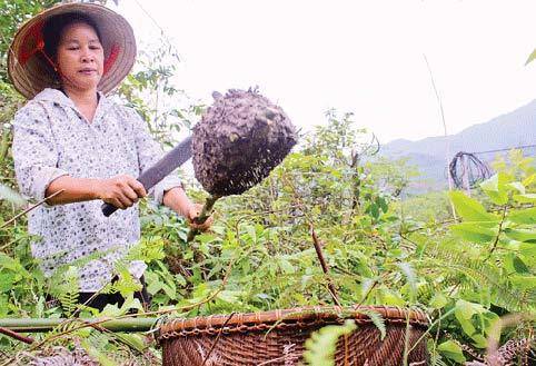 Món ăn kinh dị: Săn trứng kiến trên núi đá vôi, về nấu cùng xôi nổ lép bép trong miệng