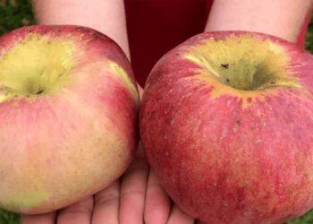 Quả táo giá nửa triệu, có tiền cũng khó mua