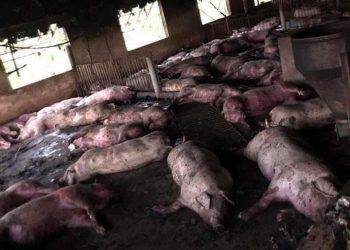 Sét đánh chết hơn 200 con lợn thịt sắp xuất chuồng, chủ trang trại may mắn thoát chết