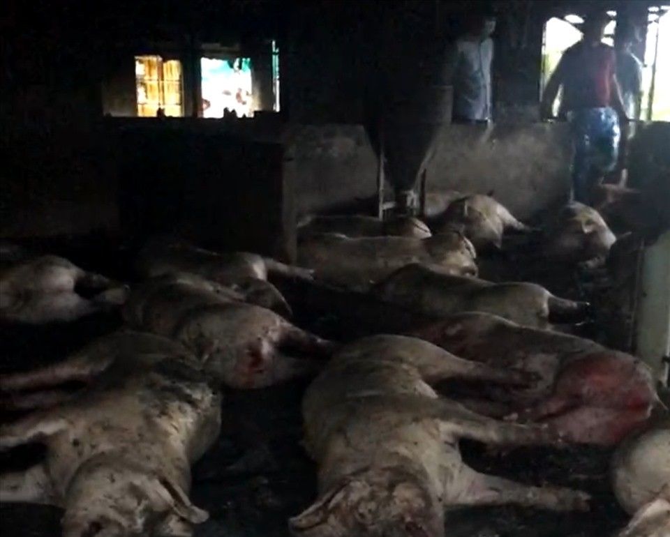 Sét đánh chết hơn 200 con lợn thịt sắp xuất chuồng, chủ trang trại may mắn thoát chết