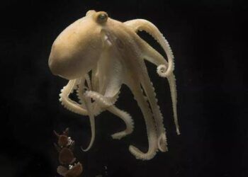 Tại sao bạch tuộc ăn trứng và gặm tay của mình?