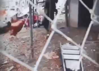 Thấy con dê đi 2 chân, chủ lấy điện thoại ghi lại, những gì diễn ra sau đó gây rùng mình