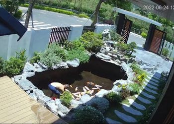 Nhờ vợ thay nước bể cá Koi, chồng hoảng hốt vì suýt được ăn “cá Koi một nắng”