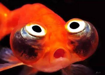 Cá vàng, loài cá đáng thương nhất trên hành tinh của chúng ta