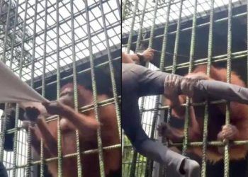 Clip: Trêu chọc đười ươi, nam thanh niên bị dạy cho bài học nhớ đời