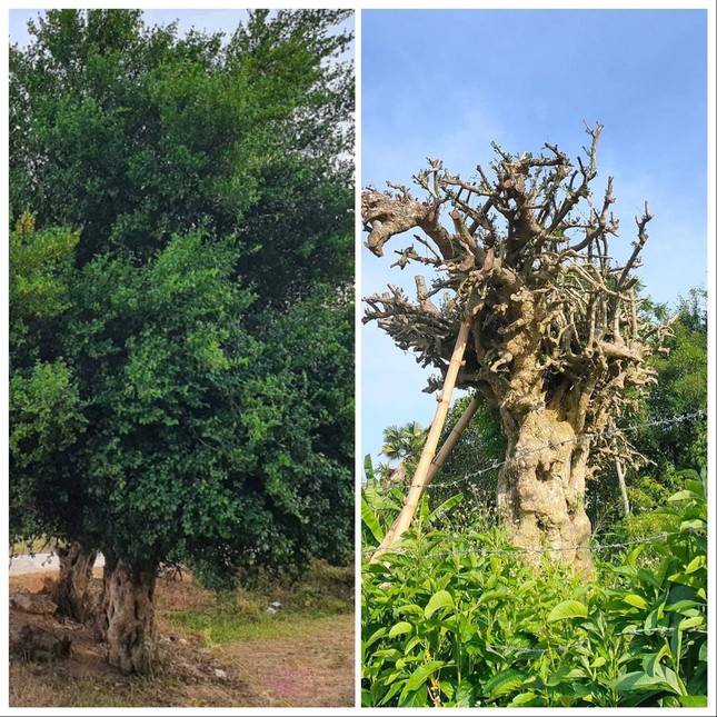 Đào trộm cây duối 100 năm tuổi chở từ Hà Tĩnh ra Hoà Bình để bán