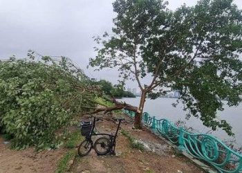 Hà Nội: Công an xác minh, truy tìm kẻ xấu chặt hạ "cây cô đơn" nổi tiếng tại hồ Tây