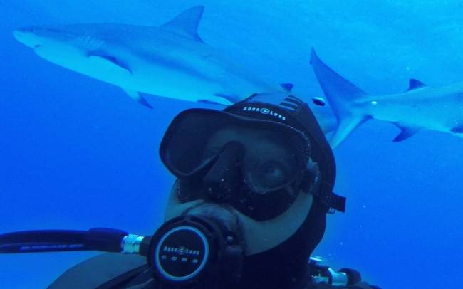 Lặn biển nhớ 5 kỹ năng này, gặp cá mập cũng không cần hoảng hốt!