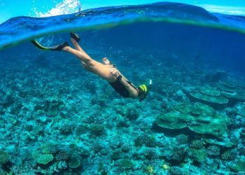 Lặn biển nhớ 5 kỹ năng này, gặp cá mập cũng không cần hoảng hốt!