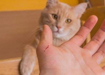 Một thiếu nữ ở Buôn Ma Thuột tử vong sau khi bị mèo cắn