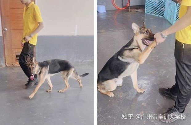 Nghề huấn luyện chó ở Trung Quốc: Lương tháng cả 100 triệu đồng