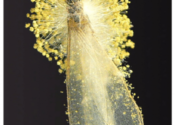 Người đàn ông Hà Nội tử vong sau khi ăn món "đặc sản" mối rang