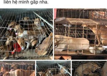 24 triệu đồng chuộc mạng 31 'bé cún' từ lò mổ và gởi tặng người muốn nuôi