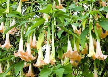 8 người ngộ độc tại Bắc Kạn do hái nhầm lá cây hoa chuông để nấu canh