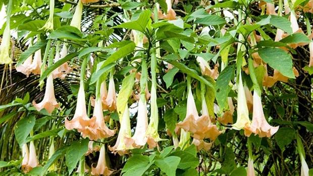 8 người ngộ độc tại Bắc Kạn do hái nhầm lá cây hoa chuông để nấu canh