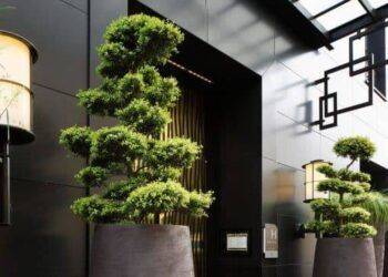 Cách chọn cây phong thủy theo mệnh mang lại tài lộc, sức khỏe