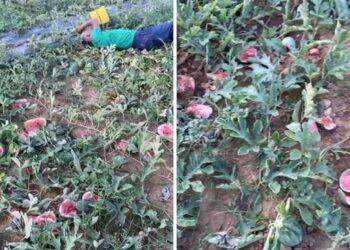 Clip cụ ông khóc nấc, ngất xỉu bên vườn ruộng dưa hấu nghi bị phá hoại