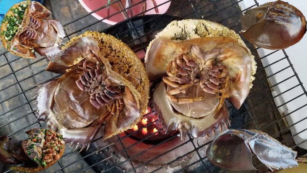 Loại hải sản hiếm ở Việt Nam: Thịt đã quý, máu của chúng còn đắt đỏ hơn nhiều