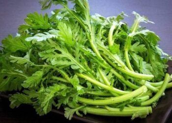 Loại rau vài nghìn/mớ lại là thuốc bổ máu, dưỡng tim, giải cảm… cực tốt