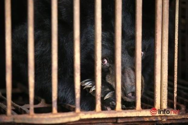 Một gia đình tại Hà Nội tự nguyện bàn giao 7 cá thể gấu ngựa Một gia đình tại Hà Nội tự nguyện bàn giao 7 cá thể gấu ngựa