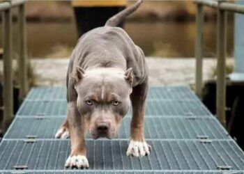 Người đàn ông xua chó pitbull, béc-giê ra tấn công hàng xóm