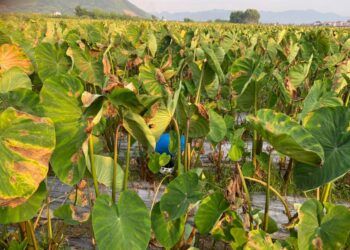 Rùng mình phát hiện thi thể đang phân hủy trong ruộng khoai