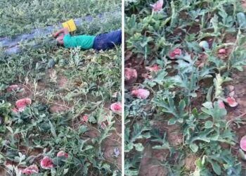 Ruộng dưa của cụ ông 70 tuổi bị phá hoại: Cái giá của sự ngông cuồng sẽ phải đánh đổi bằng những năm tháng tù tội