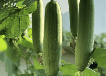 Tác dụng kỳ diệu của quả mướp, nhiều người tiếc vì không biết sớm hơn