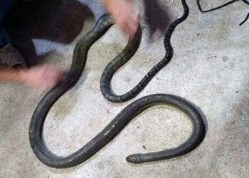 Tay không bắt rắn, người đàn ông bị rắn hổ mang chúa cắn tử vong