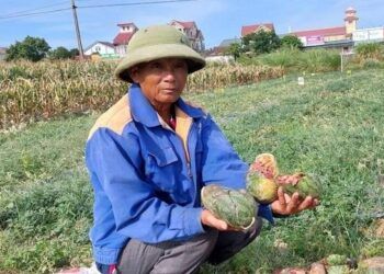 Thủ phạm phá hoại ruộng dưa được cho về để dự thi tốt nghiệp THPT 2022