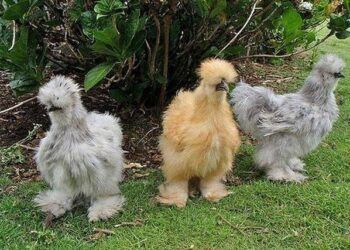 Top 10 loài động vật kỳ lạ hiện còn sinh sống trên Trái Đất