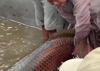 Clip: Cận cảnh màn phóng sinh “thủy quái Amazon” gây xôn xao CĐM