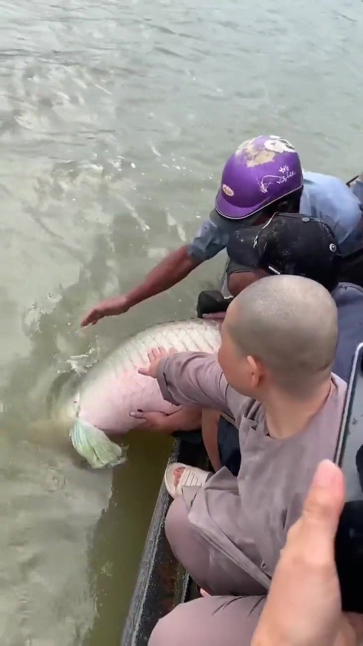 Can canh man phong sinh ca Hai Tuong Long gay tranh cai cong dong mang 2 Moment2 Clip: Cận cảnh màn phóng sinh “thủy quái Amazon" gây xôn xao CĐM Can canh man phong sinh ca Hai Tuong Long gay tranh cai cong dong mang 2 Moment2 Clip: Cận cảnh màn phóng sinh “thủy quái Amazon" gây xôn xao CĐM