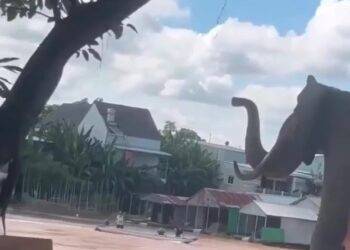 Clip 41 người Việt cùng bơi qua sông trốn khỏi casino ở Campuchia