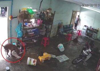 Clip: Chó Pitbull lạ xông vào cắn chết chó nhà, may mắn không ai bị thương