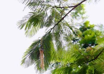 Chuyên gia "giải mã" vụ cán bộ công an cướp tiệm vàng ném cho người dân ở Huế